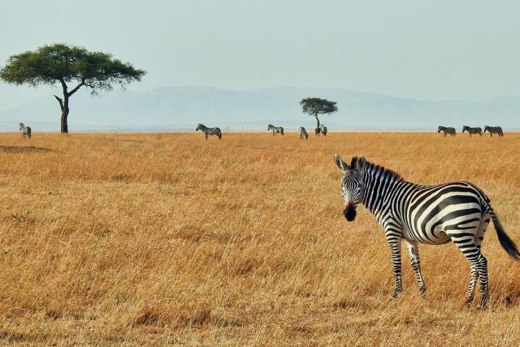 South Africa Travel Agent Alabama